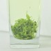 Organic Gynostemma Pentaphyll​um Herbal Health Tea Pearl Jiaogulan Herb tea